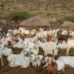 Demystifying the National Livestock Mission